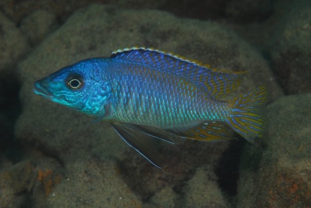 Mylochromis sp. 'lateristriga makanjila' Chiofu Bay